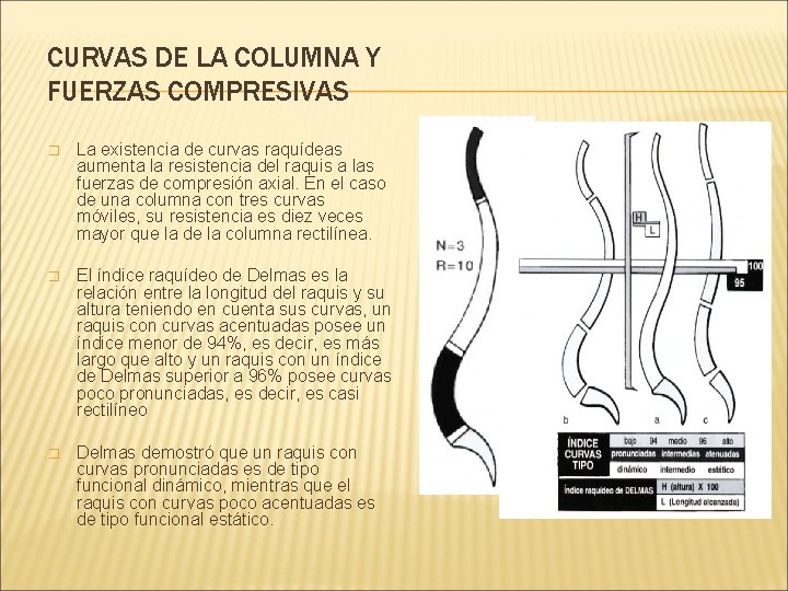 CURVAS DE LA COLUMNA Y FUERZAS COMPRESIVAS � La existencia de curvas raquídeas aumenta CURVAS DE LA COLUMNA Y FUERZAS COMPRESIVAS � La existencia de curvas raquídeas aumenta