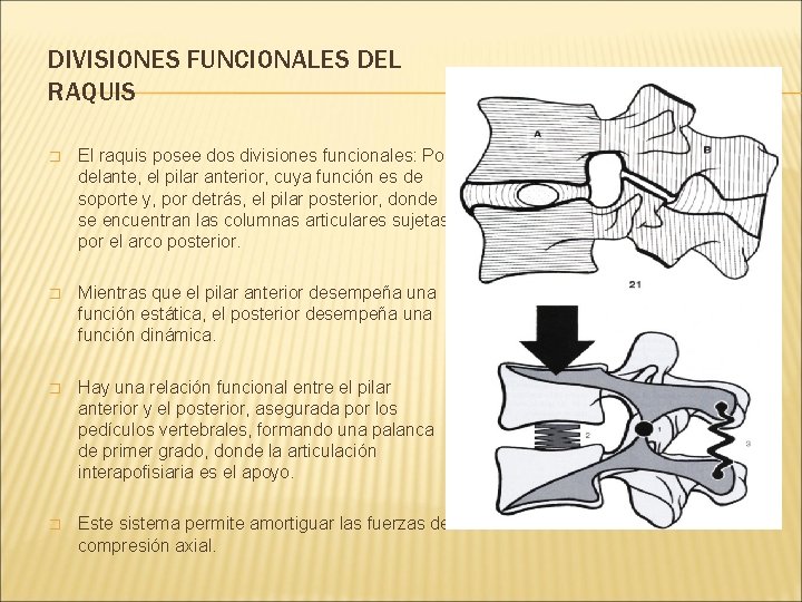 DIVISIONES FUNCIONALES DEL RAQUIS � El raquis posee dos divisiones funcionales: Por delante, el DIVISIONES FUNCIONALES DEL RAQUIS � El raquis posee dos divisiones funcionales: Por delante, el