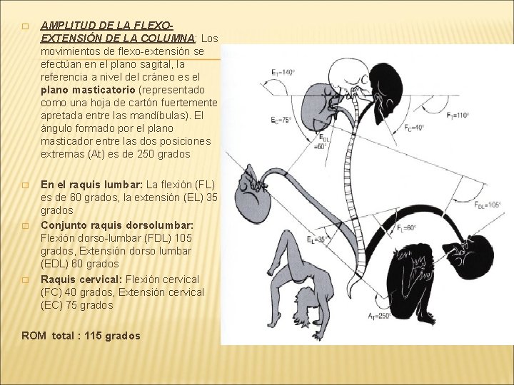 � AMPLITUD DE LA FLEXOEXTENSIÓN DE LA COLUMNA: Los movimientos de flexo-extensión se efectúan � AMPLITUD DE LA FLEXOEXTENSIÓN DE LA COLUMNA: Los movimientos de flexo-extensión se efectúan