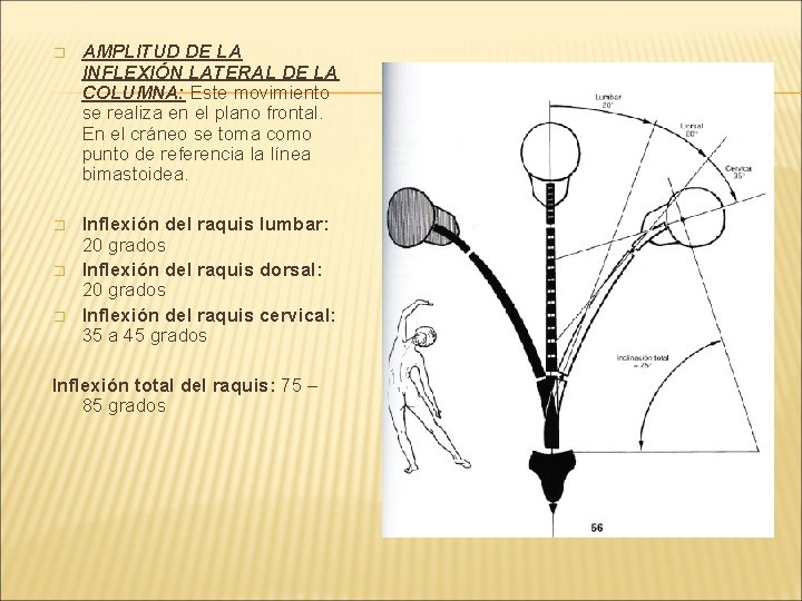 � AMPLITUD DE LA INFLEXIÓN LATERAL DE LA COLUMNA: Este movimiento se realiza en � AMPLITUD DE LA INFLEXIÓN LATERAL DE LA COLUMNA: Este movimiento se realiza en