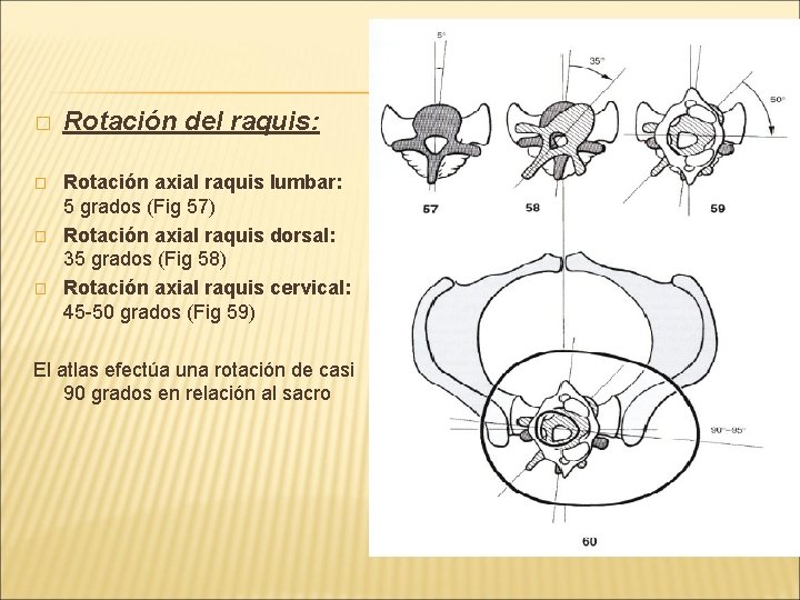 � � Rotación del raquis: Rotación axial raquis lumbar: 5 grados (Fig 57) Rotación � � Rotación del raquis: Rotación axial raquis lumbar: 5 grados (Fig 57) Rotación