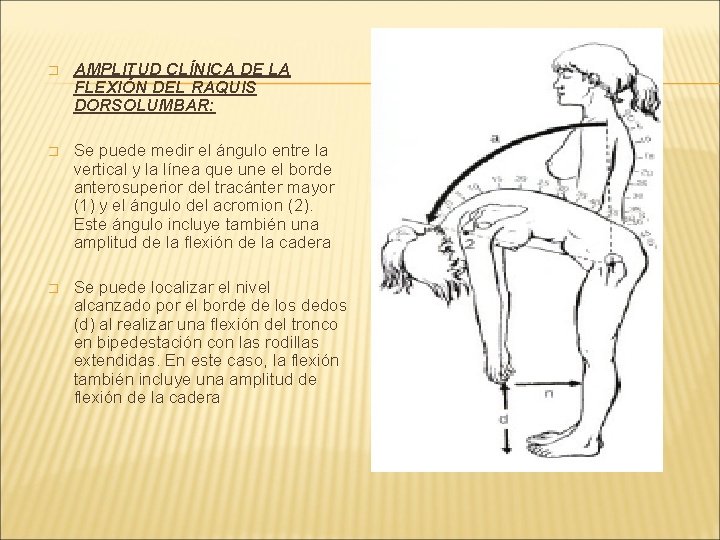 � AMPLITUD CLÍNICA DE LA FLEXIÓN DEL RAQUIS DORSOLUMBAR: � Se puede medir el � AMPLITUD CLÍNICA DE LA FLEXIÓN DEL RAQUIS DORSOLUMBAR: � Se puede medir el