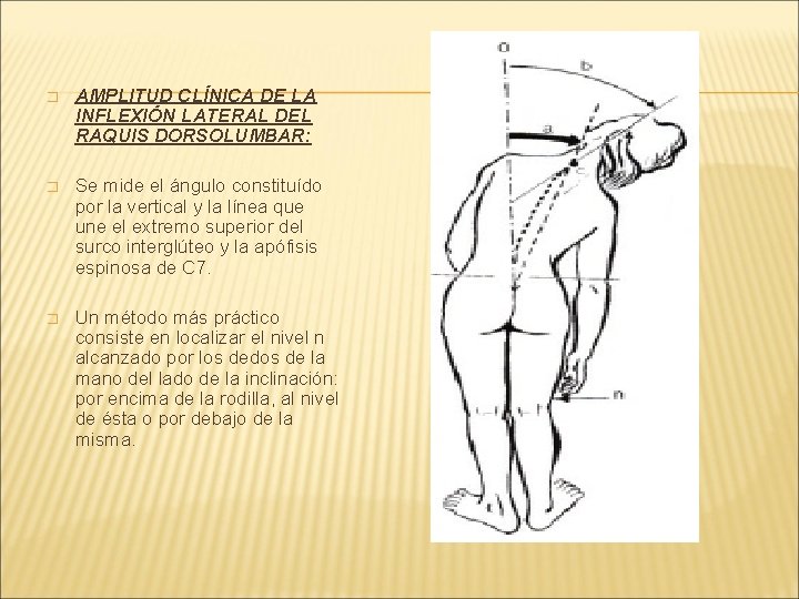 � AMPLITUD CLÍNICA DE LA INFLEXIÓN LATERAL DEL RAQUIS DORSOLUMBAR: � Se mide el � AMPLITUD CLÍNICA DE LA INFLEXIÓN LATERAL DEL RAQUIS DORSOLUMBAR: � Se mide el