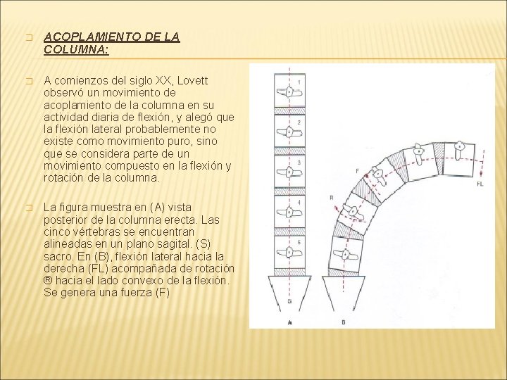 � ACOPLAMIENTO DE LA COLUMNA: � A comienzos del siglo XX, Lovett observó un � ACOPLAMIENTO DE LA COLUMNA: � A comienzos del siglo XX, Lovett observó un