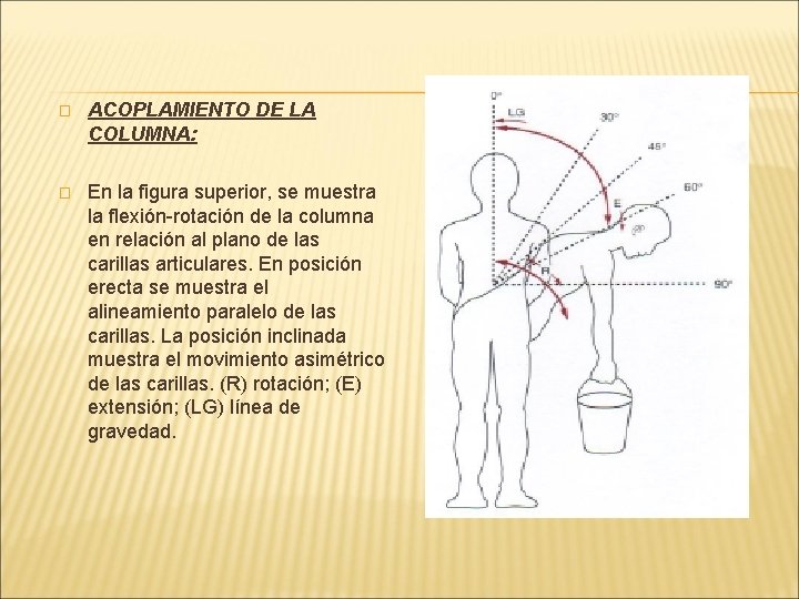 � ACOPLAMIENTO DE LA COLUMNA: � En la figura superior, se muestra la flexión-rotación � ACOPLAMIENTO DE LA COLUMNA: � En la figura superior, se muestra la flexión-rotación