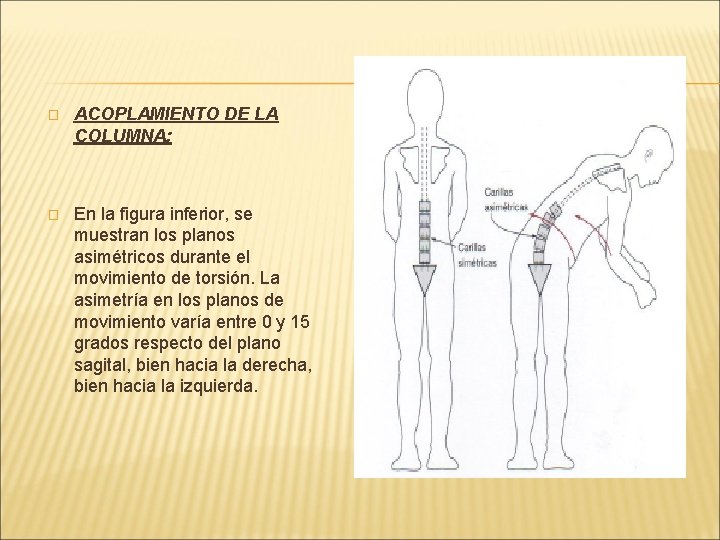 � ACOPLAMIENTO DE LA COLUMNA: � En la figura inferior, se muestran los planos � ACOPLAMIENTO DE LA COLUMNA: � En la figura inferior, se muestran los planos
