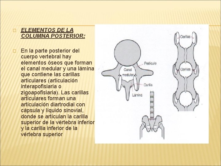 � ELEMENTOS DE LA COLUMNA POSTERIOR: � En la parte posterior del cuerpo vertebral � ELEMENTOS DE LA COLUMNA POSTERIOR: � En la parte posterior del cuerpo vertebral