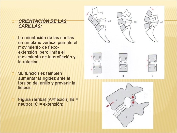 � ORIENTACIÓN DE LAS CARILLAS: � La orientación de las carillas en un plano � ORIENTACIÓN DE LAS CARILLAS: � La orientación de las carillas en un plano