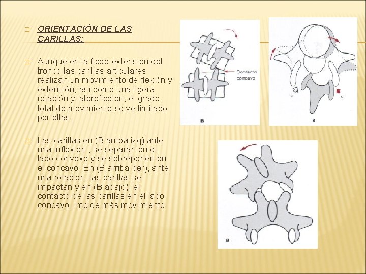 � ORIENTACIÓN DE LAS CARILLAS: � Aunque en la flexo-extensión del tronco las carillas � ORIENTACIÓN DE LAS CARILLAS: � Aunque en la flexo-extensión del tronco las carillas