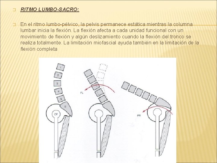 � RITMO LUMBO-SACRO: � En el ritmo lumbo-pélvico, la pelvis permanece estática mientras la � RITMO LUMBO-SACRO: � En el ritmo lumbo-pélvico, la pelvis permanece estática mientras la