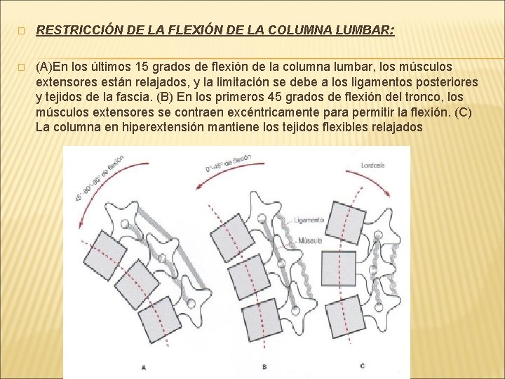 � RESTRICCIÓN DE LA FLEXIÓN DE LA COLUMNA LUMBAR: � (A)En los últimos 15 � RESTRICCIÓN DE LA FLEXIÓN DE LA COLUMNA LUMBAR: � (A)En los últimos 15