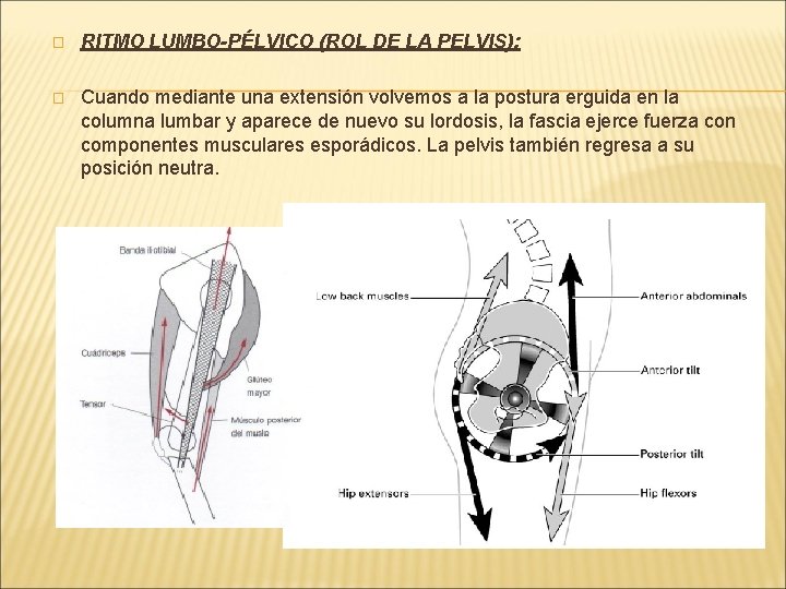 � RITMO LUMBO-PÉLVICO (ROL DE LA PELVIS): � Cuando mediante una extensión volvemos a � RITMO LUMBO-PÉLVICO (ROL DE LA PELVIS): � Cuando mediante una extensión volvemos a