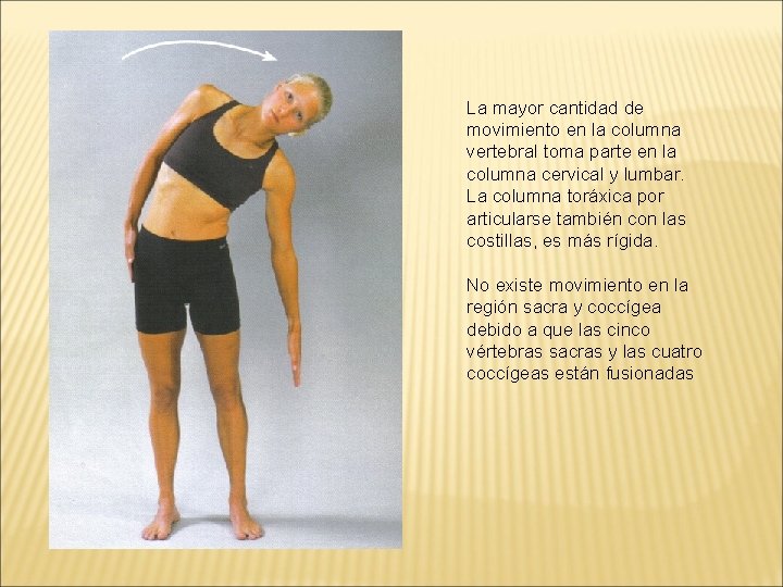 La mayor cantidad de movimiento en la columna vertebral toma parte en la columna La mayor cantidad de movimiento en la columna vertebral toma parte en la columna