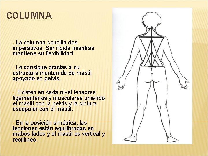COLUMNA La columna concilia dos imperativos: Ser rígida mientras mantiene su flexibilidad. • Lo COLUMNA La columna concilia dos imperativos: Ser rígida mientras mantiene su flexibilidad. • Lo