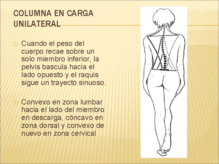COLUMNA EN CARGA UNILATERAL � Cuando el peso del cuerpo recae sobre un solo COLUMNA EN CARGA UNILATERAL � Cuando el peso del cuerpo recae sobre un solo