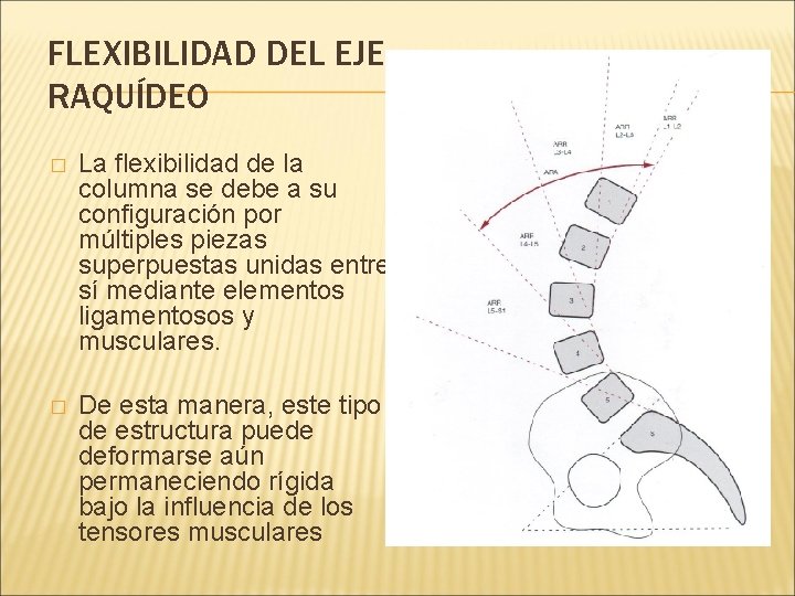 FLEXIBILIDAD DEL EJE RAQUÍDEO � La flexibilidad de la columna se debe a su FLEXIBILIDAD DEL EJE RAQUÍDEO � La flexibilidad de la columna se debe a su