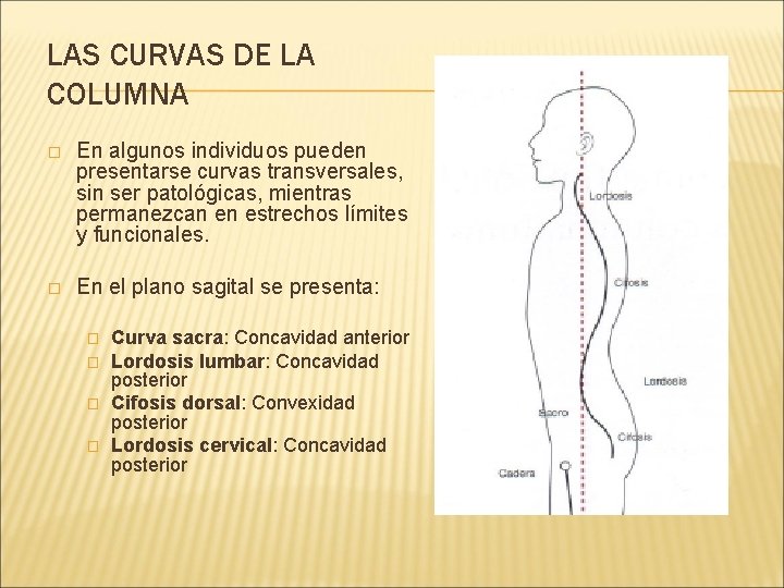 LAS CURVAS DE LA COLUMNA � En algunos individuos pueden presentarse curvas transversales, sin LAS CURVAS DE LA COLUMNA � En algunos individuos pueden presentarse curvas transversales, sin