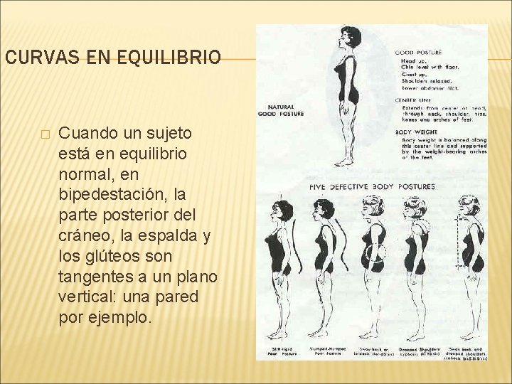 CURVAS EN EQUILIBRIO � Cuando un sujeto está en equilibrio normal, en bipedestación, la CURVAS EN EQUILIBRIO � Cuando un sujeto está en equilibrio normal, en bipedestación, la
