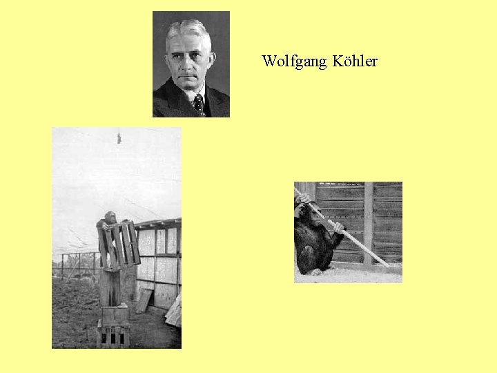 Wolfgang Köhler 
