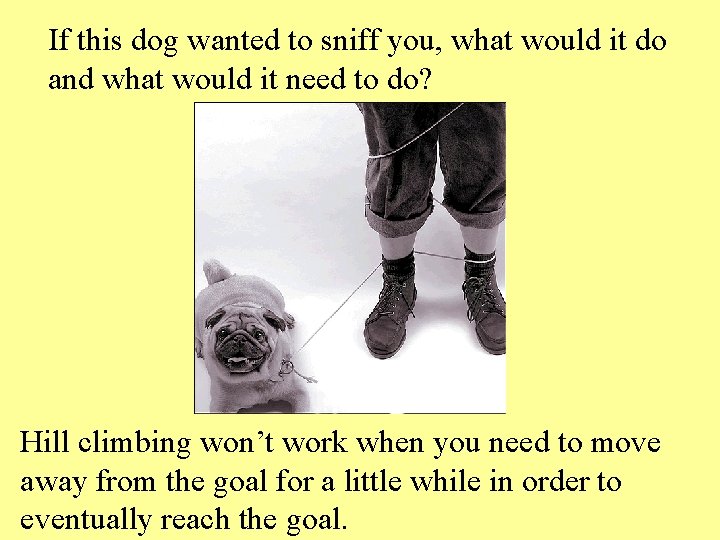 If this dog wanted to sniff you, what would it do and what would