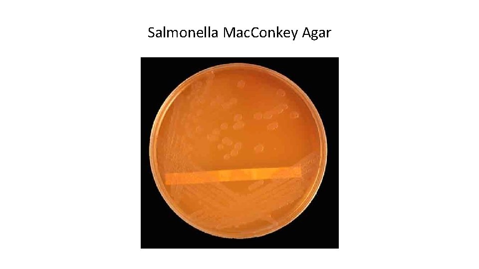 Salmonella Mac. Conkey Agar 