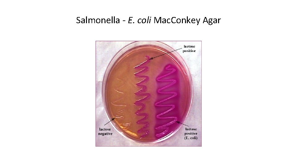 Salmonella - E. coli Mac. Conkey Agar 