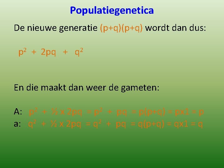 Populatiegenetica De nieuwe generatie (p+q) wordt dan dus: p 2 + 2 pq +