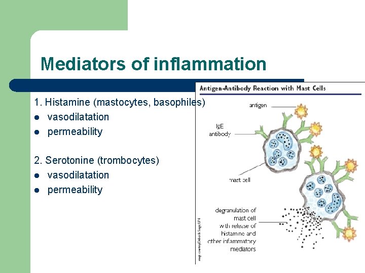 Mediators of inflammation 1. Histamine (mastocytes, basophiles) l vasodilatation l permeability 2. Serotonine (trombocytes)
