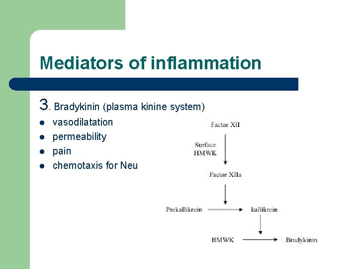 Mediators of inflammation 3. Bradykinin (plasma kinine system) l l vasodilatation permeability pain chemotaxis
