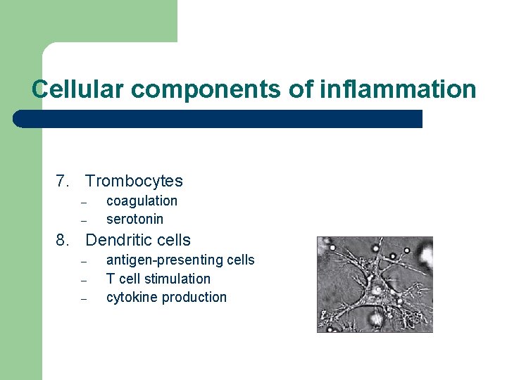 Cellular components of inflammation 7. Trombocytes – – coagulation serotonin 8. Dendritic cells –