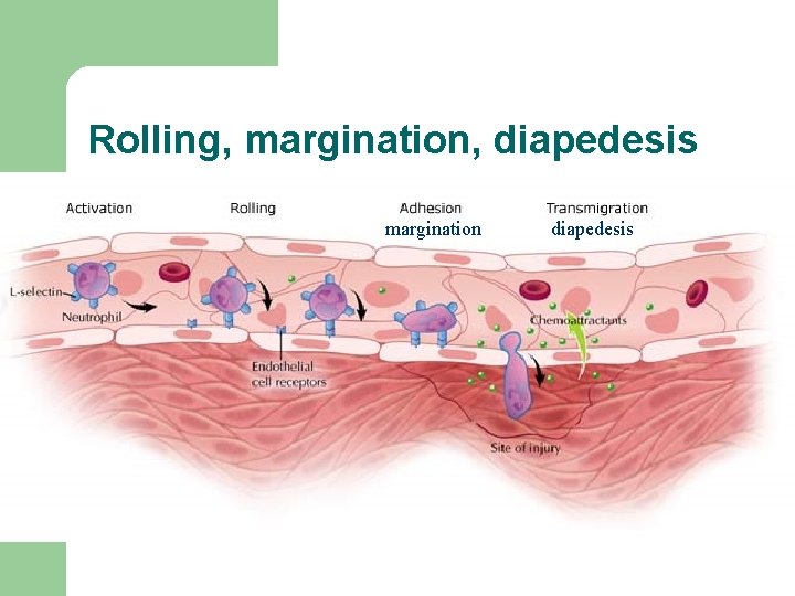 Rolling, margination, diapedesis margination diapedesis 