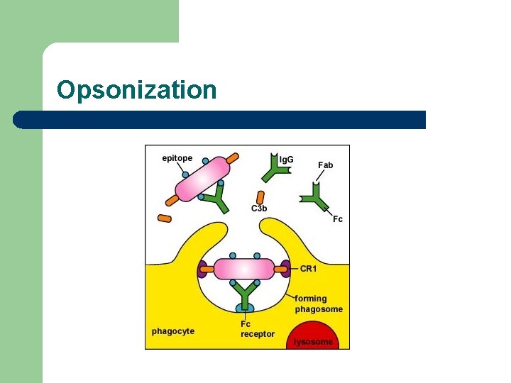 Opsonization Opsonization