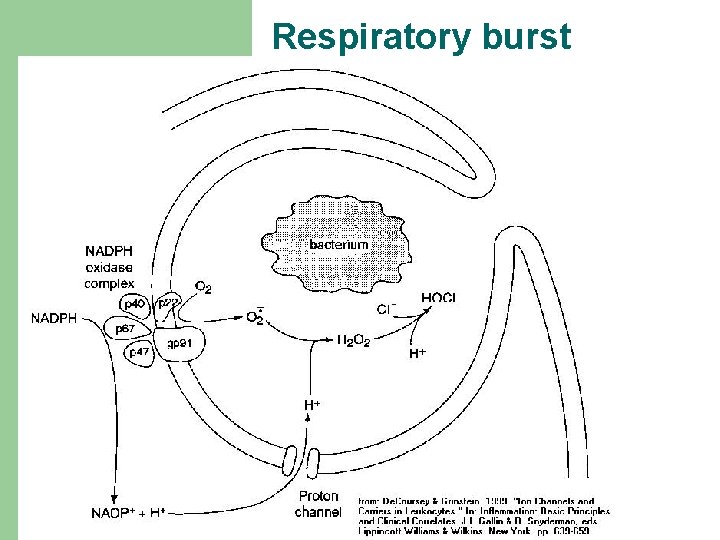 Respiratory burst 