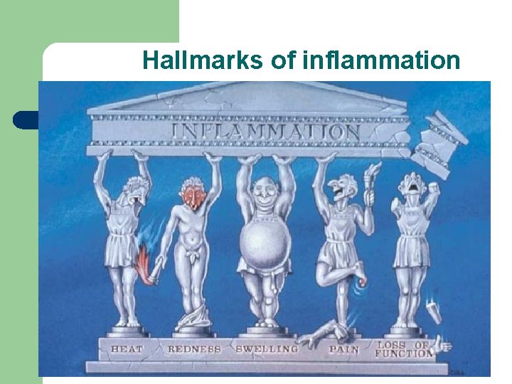 Hallmarks of inflammation Hallmarks of inflammation