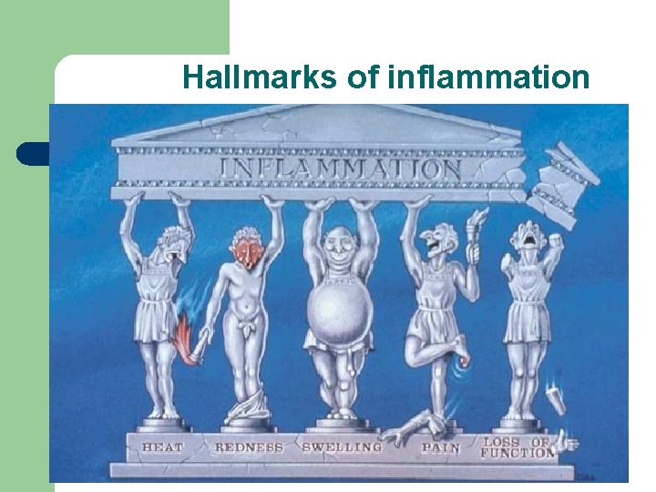 Hallmarks of inflammation 