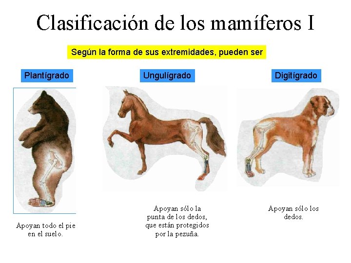 Clasificación de los mamíferos I Según la forma de sus extremidades, pueden ser Plantígrado