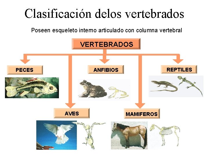 Clasificación delos vertebrados Poseen esqueleto interno articulado con columna vertebral VERTEBRADOS REPTILES ANFIBIOS PECES