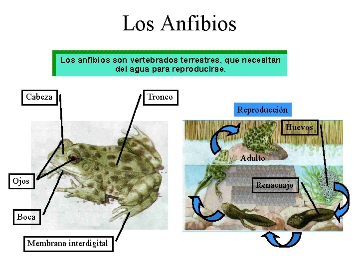 Los Anfibios Los anfibios son vertebrados terrestres, que necesitan del agua para reproducirse. Cabeza