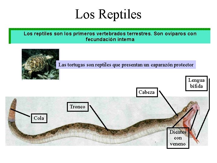 Los Reptiles Los reptiles son los primeros vertebrados terrestres. Son ovíparos con fecundación interna