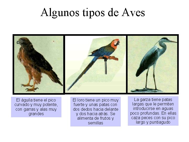 Algunos tipos de Aves El águila tiene el pico curvado y muy potente, con