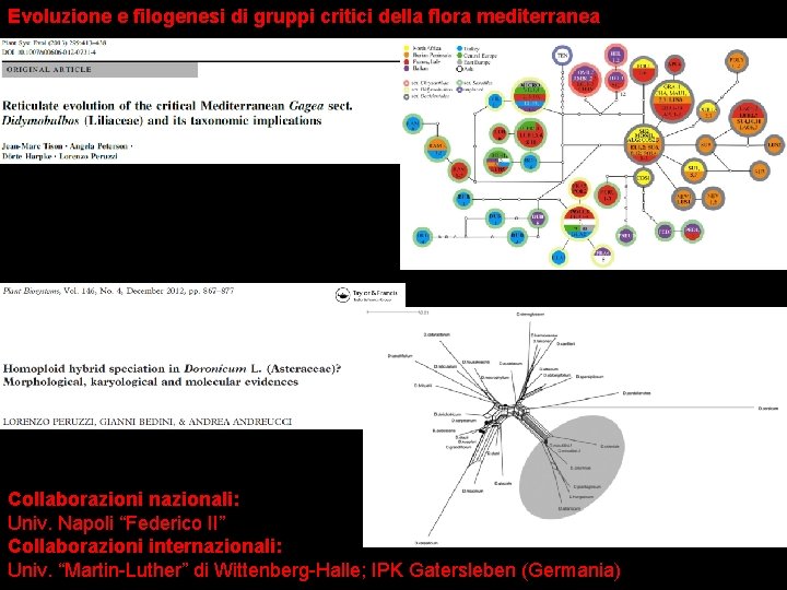 Evoluzione e filogenesi di gruppi critici della flora mediterranea Collaborazioni nazionali: Univ. Napoli “Federico