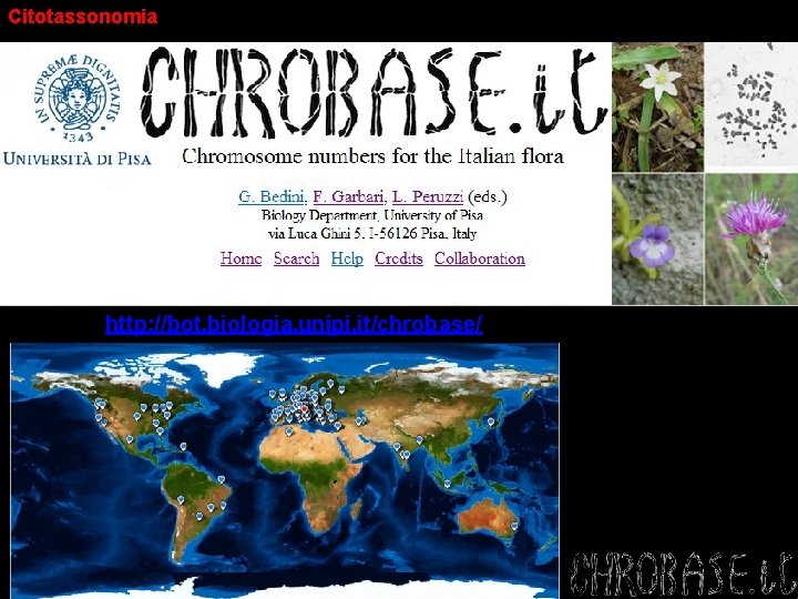 Citotassonomia http: //bot. biologia. unipi. it/chrobase/ 