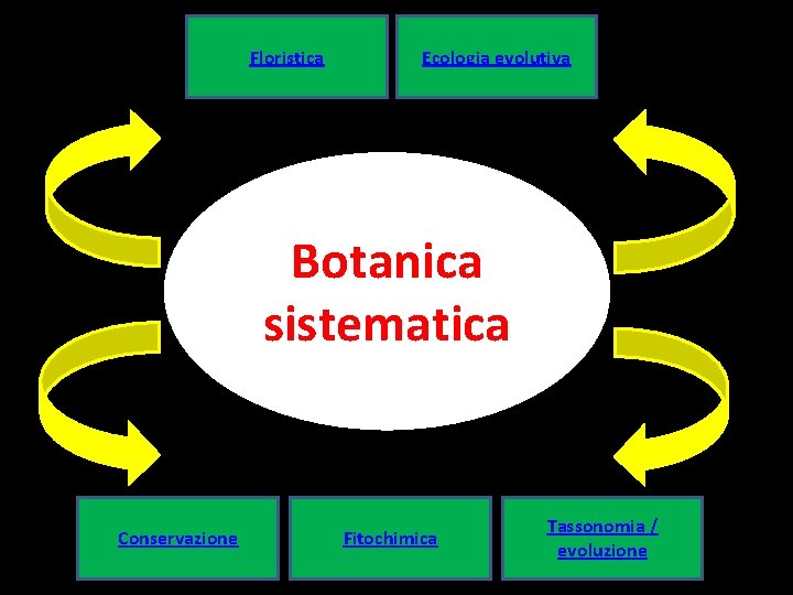 Floristica Ecologia evolutiva Botanica sistematica Conservazione Fitochimica Tassonomia / evoluzione 