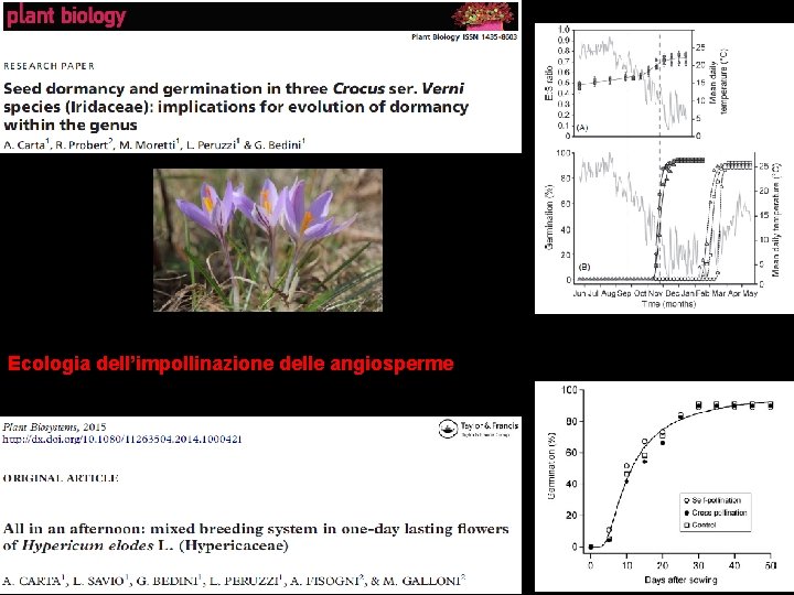 Ecologia dell’impollinazione delle angiosperme 