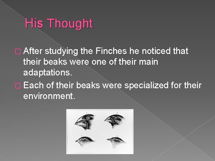 His Thought � After studying the Finches he noticed that their beaks were one