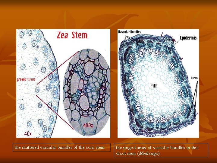 the scattered vascular bundles of the corn stem the ringed array of vascular bundles