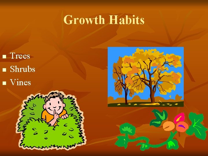 Growth Habits n n n Trees Shrubs Vines 