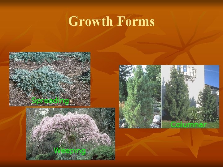 Growth Forms Spreading Columnar Weeping 