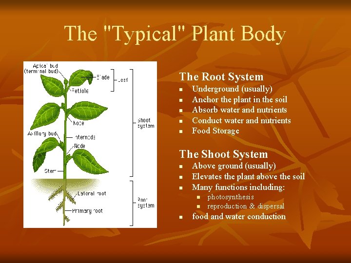 The "Typical" Plant Body The Root System n n n Underground (usually) Anchor the