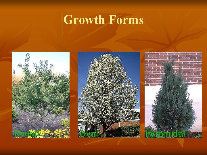 Growth Forms Round Oval Pyramidal 